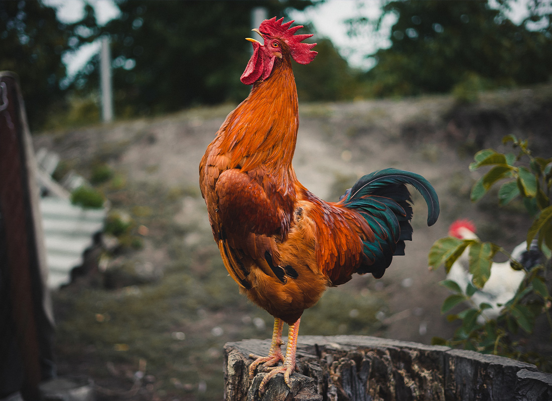 The Rooster - Maury Donnelly & Parr, Inc.